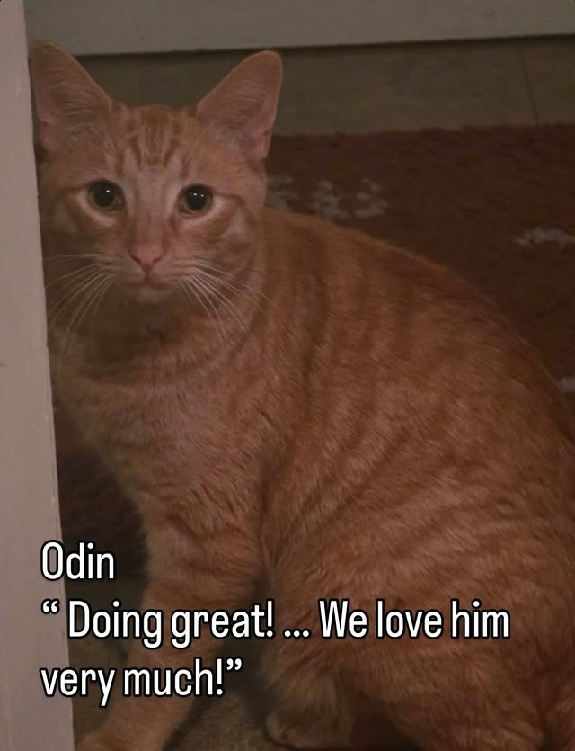 TNR Changes Lives Beyond the Streets 3 rockats.org