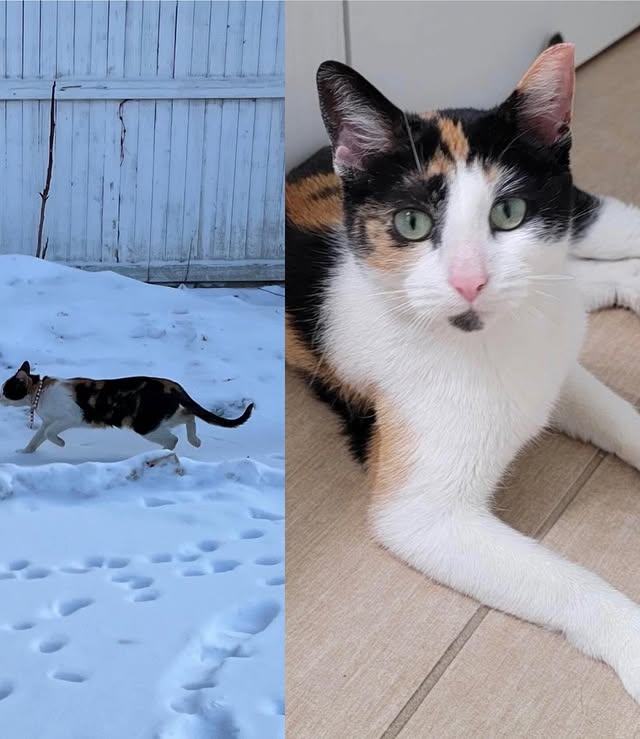 What TNVRM Looks Like in Action 10 rockats.org