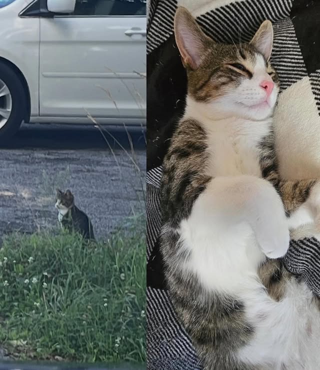 What TNVRM Looks Like in Action 11 rockats.org