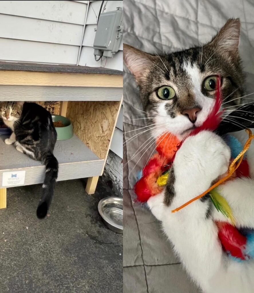 What TNVRM Looks Like in Action 12 rockats.org