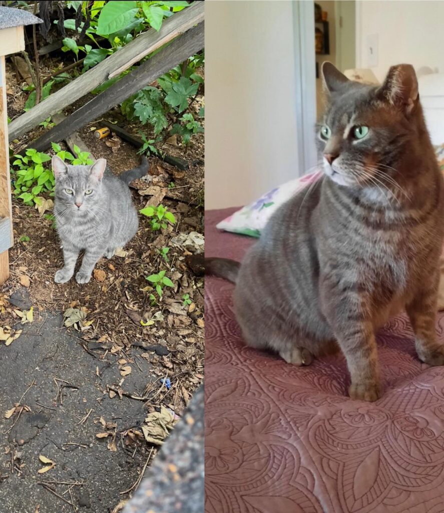 What TNVRM Looks Like in Action 13 rockats.org