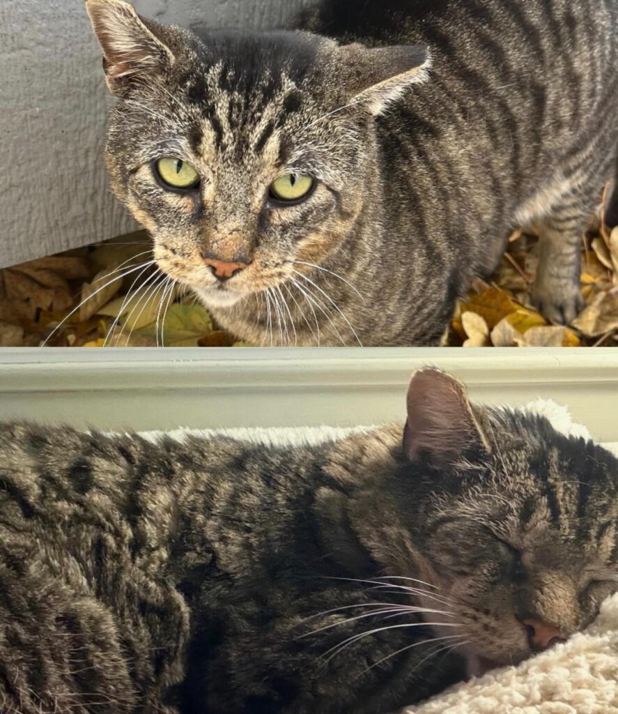 What TNVRM Looks Like in Action 15 rockats.org