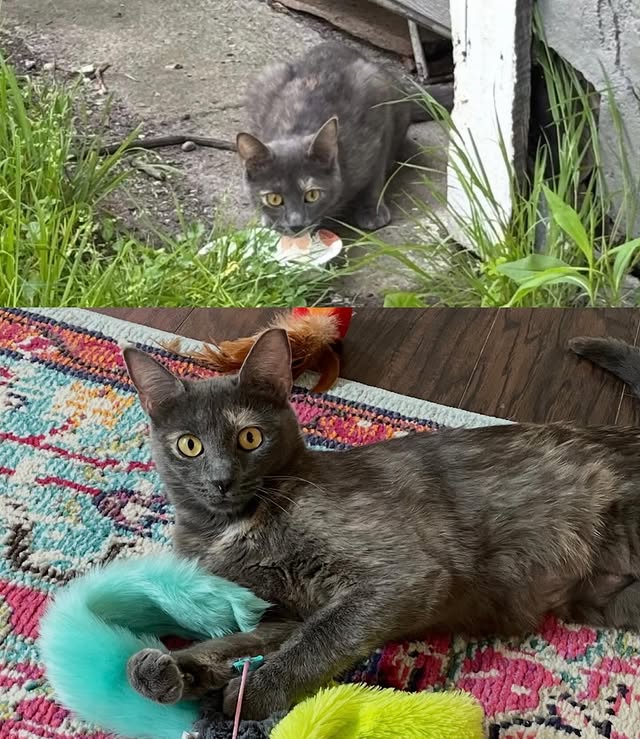 What TNVRM Looks Like in Action 14 rockats.org