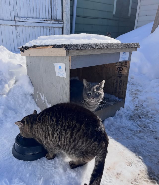 What TNVRM Looks Like in Action 2 rockats.org