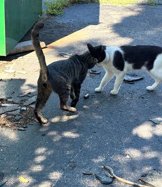 What TNVRM Looks Like in Action 3 rockats.org