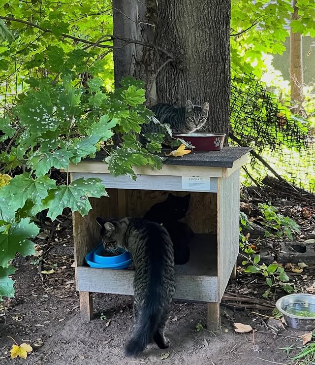 What TNVRM Looks Like in Action 4 rockats.org