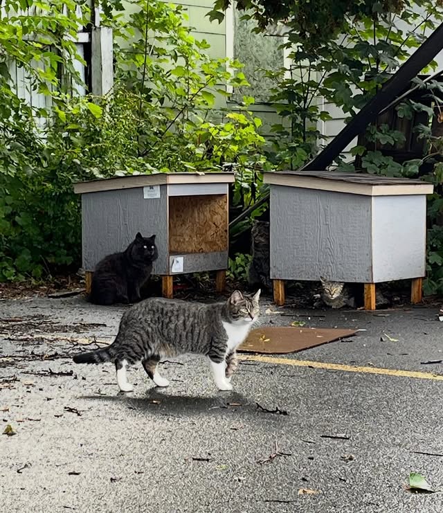 What TNVRM Looks Like in Action 5 rockats.org