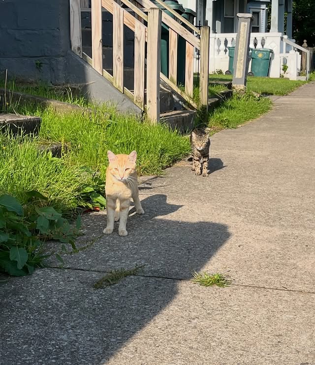 What TNVRM Looks Like in Action 7 rockats.org