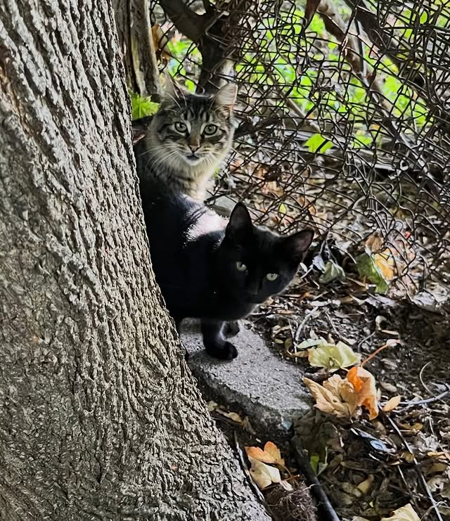 What TNVRM Looks Like in Action 8 rockats.org