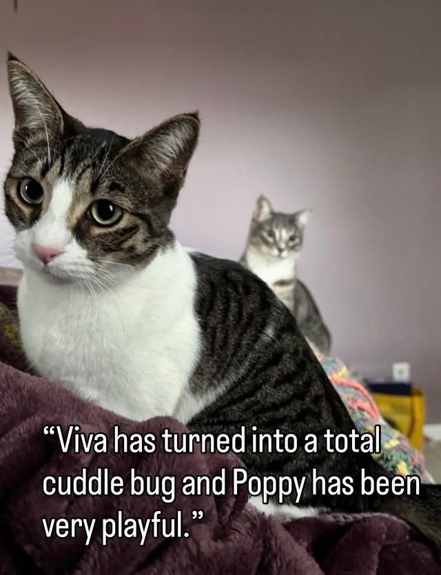 TNR Changes Lives Beyond the Streets 6 rockats.org