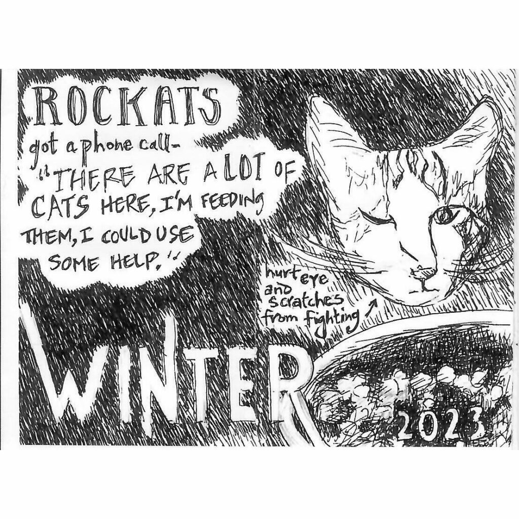 From Colony Cat to Cherished Companion: Mr. Wilson’s Story of Rescue and Love 2 rockats.org