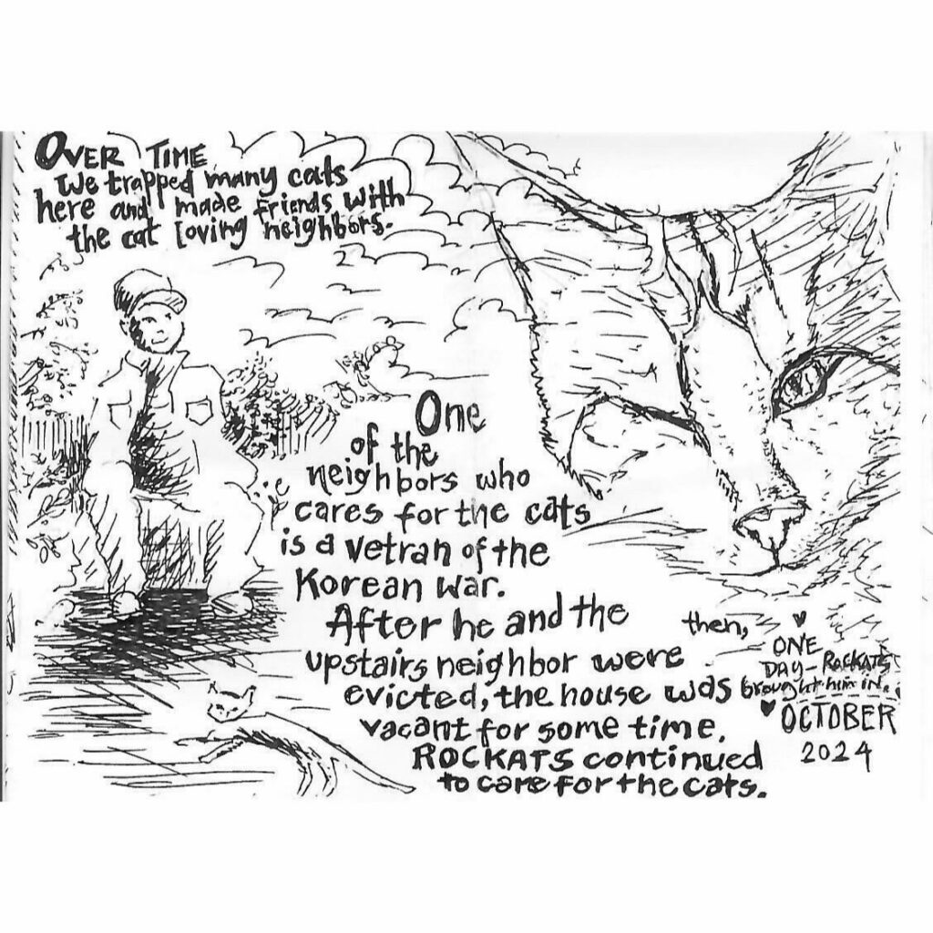 From Colony Cat to Cherished Companion: Mr. Wilson’s Story of Rescue and Love 3 rockats.org