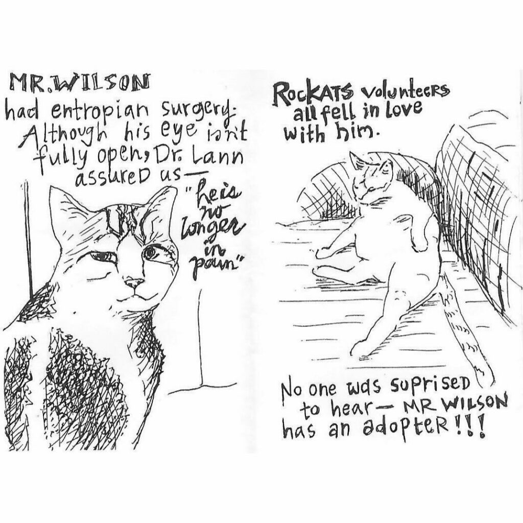 From Colony Cat to Cherished Companion: Mr. Wilson’s Story of Rescue and Love 4 rockats.org