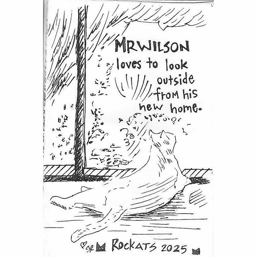 From Colony Cat to Cherished Companion: Mr. Wilson’s Story of Rescue and Love 5 rockats.org