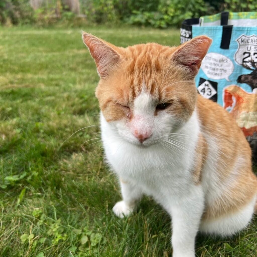 From Colony Cat to Cherished Companion: Mr. Wilson’s Story of Rescue and Love 6 rockats.org