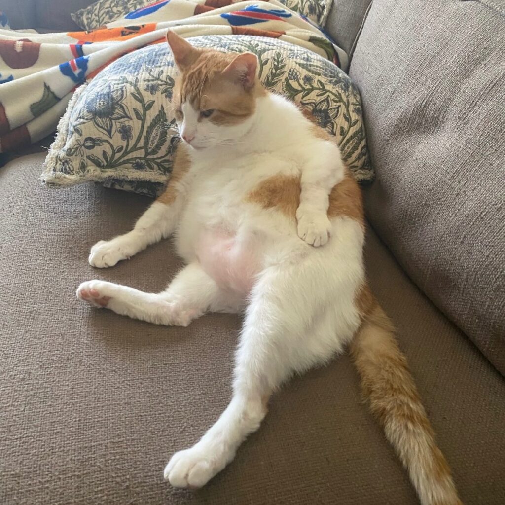 From Colony Cat to Cherished Companion: Mr. Wilson’s Story of Rescue and Love 7 rockats.org