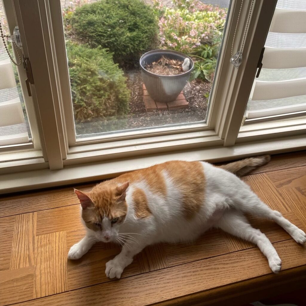 From Colony Cat to Cherished Companion: Mr. Wilson’s Story of Rescue and Love 8 rockats.org