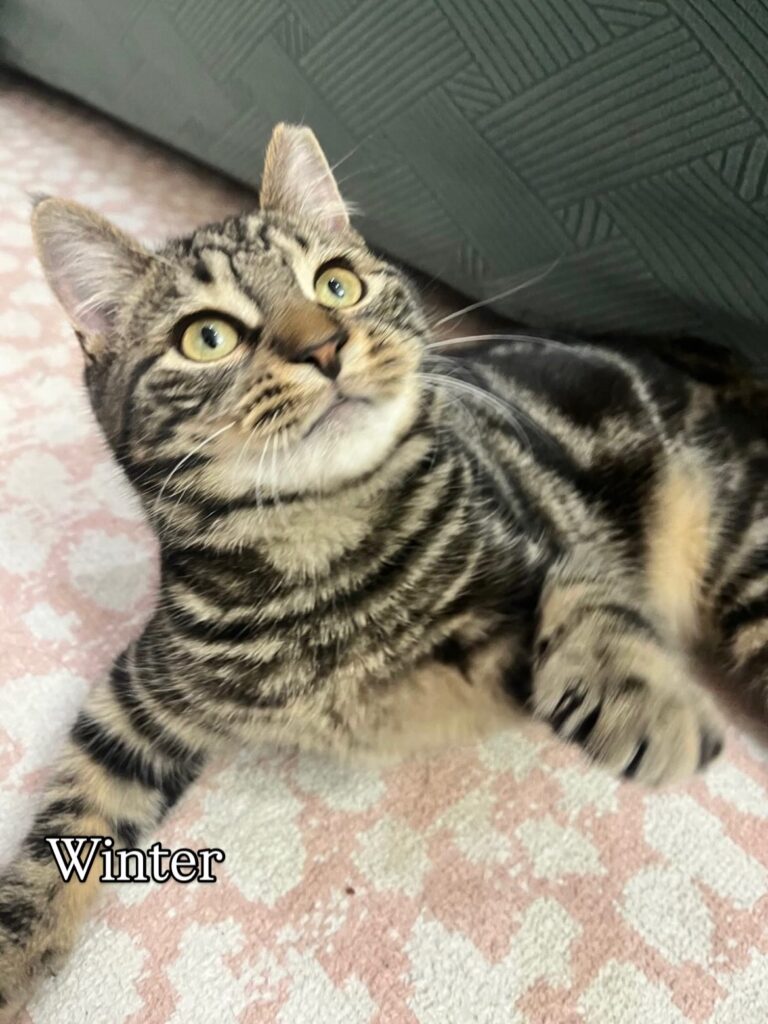 Brown Tabby Time: Meet Our Adorable, Adoptable Cats 3 rockats.org