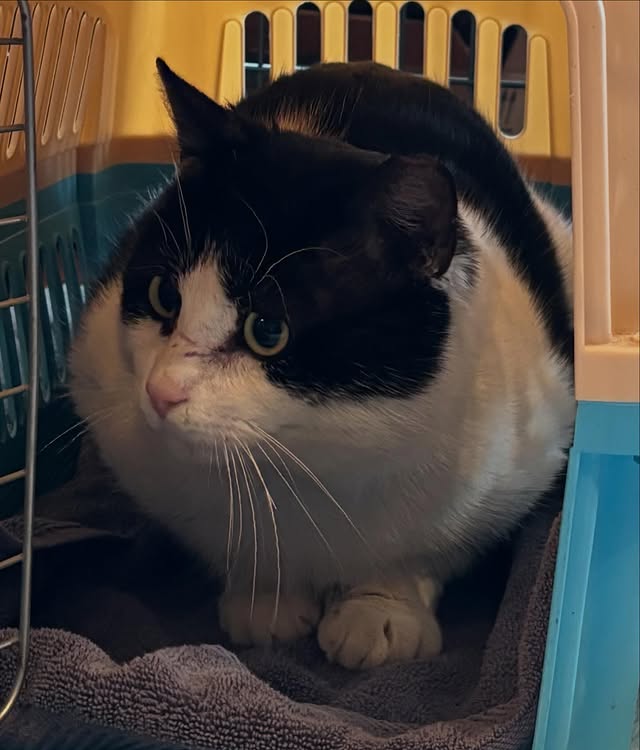 Winter TNR Takes Extra Care 2 rockats.org