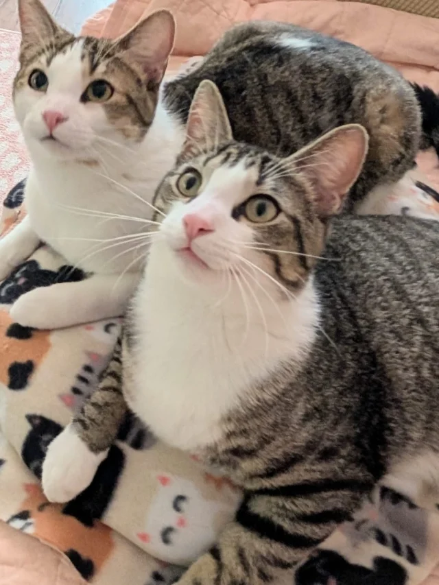Licky and Prince here. Our patience is running out. Not a single application and we’ve been waiting since February.  Sweet, playful, handsome, and sociable. Can’t get much better than that. We’re your guys if you’re looking for the purrfect pair! Link for application in our bio!
