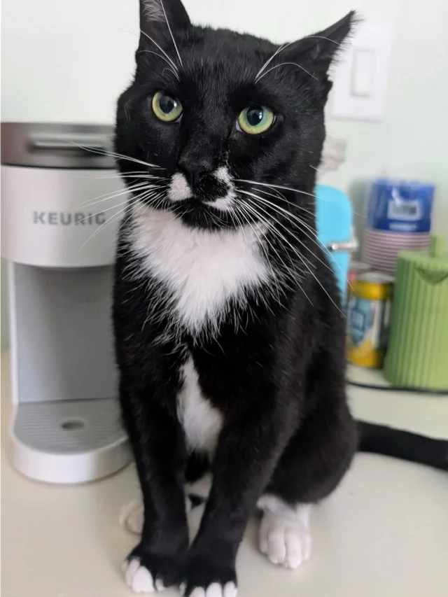 Foster home needed ASAP. Moustache LOVES people so much he even gives hugs to strangers. He is currently very unhappy residing with other cats and he is intensely anti-dog. A foster home without cats or dogs would make him immensely happy and we’re pretty certain you’ll feel the same. Please share! Contact us if you can offer him a stress-free home.  Rockatstnr@gmail.com