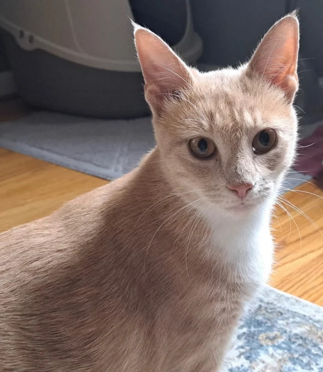 We’re not sure why Helen is still with us.  Her kittens were adopted weeks ago and Helen waits patiently. This sociable, confident sweetheart may seem aloof at first, but give her a minute and it’s like she’s known you for years.  Helen is great with kids and enjoys the company of cooperative and mannerly cats. Dogs? Not so sure. Please share if you cannot adopt this beauty 😻. Adopting Helen opens up a foster home for another needy cat living on the city streets. Link to apply in our bio.