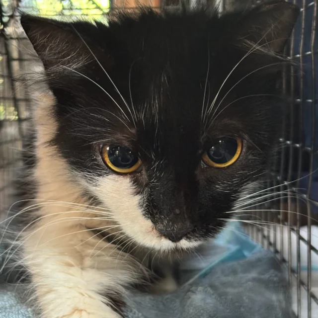 We’re relieved to see August come to an end - a month that brought more than its share of challenges. While it tested us in many ways, we’re proud to share that we were still able to help 48 cats receive their spays and neuters with several kitties needing some extra TLC and vet care.Please consider donating to support our mission. Low-cost spay/neuter is not “no-cost” -and the care doesn’t stop there. Many of the cats we help require crate rest to recover from injuries or wounds, which means added expenses for food, litter, and vet care. The cats we help come from Rochester’s poorest neighborhoods. These are street cats — rarely true ferals— cats who live outdoors in close proximity to their human caretakers or cats who are the forgotten feline victims of abandonment and eviction. 😿Your support helps us continue. Thank you as always for liking, sharing, and donating 🐱  Link to donate in bio!