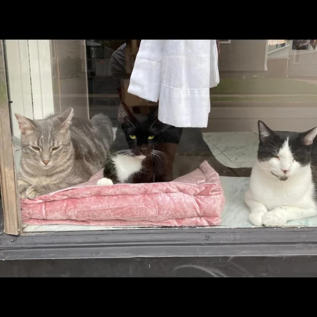 Cosmo, Colby, and Hercules get a C+ in manners and cooperation but that’s only because they are desperate for more space and their own special person. They’re tired of sharing our small adoption center with four A+ kitties. Contact us if you can open your heart to a quirky kitty who will fill your home with energy and love — on their terms 🥰. Adoption fees reduced for these special boys. Neutered, vaccinated, negative for FIV and feline leukemia, microchipped, flea-treated and dewormed.