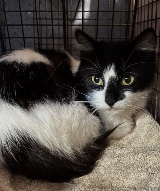 Tuesday we welcomed back the wonderful Whiskers to Tails team who spayed and neutered 15 friendlies and 19 community cats. One tipped girl had her ingrown nails taken care of and vaccines updated and is on crate rest.  We love being able to get health concerns of ferals taken care of when this team comes to town🐱 These large clinics are a lot of work for our volunteers, but knowing that these beautiful cats will be healthier and not contributing to more litters of kittens makes all the work worth it.Thank you to everyone who trapped, transported, set up, monitored cats, cared for cats, returned cats, cleaned traps, and did laundry. Thank you Pet Adoption Network (@pet_adoption_network ) for use of your old space 😻Please consider donating so we may continue hosting Whiskers to Tails and fix more cats 🐱