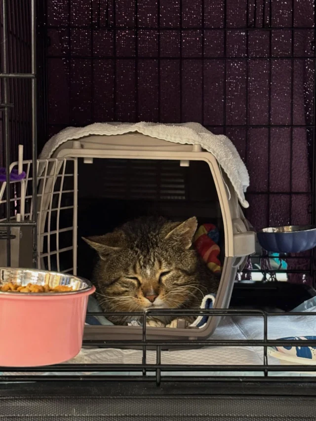 Meet Mr Chunks.  This BIG boy was trapped in the summer and proved to be quite the charmer.  With a pronounced limp and little interest in moving around too much, he was in no shape to be returned outdoors after his neuter.  Chunks had an ortho consult this week and we’re happy to report that his hind leg does not need surgical intervention.  With pain meds, joint supplements, and fewer calories, we are hoping he feels as good as he looks.  Mr. Chunks really loves people and is looking for a quiet home without dogs and preferably one where he can be king of his castle. Loads of thanks to Park Ave Pets at 993 Monroe Ave for giving this boy an adorable spot where he can meet his perfect match♥️ Please stop in to visit this wonderful shop.Your donations help us help cats like Mr Chunks as so many cats we take in need more than just alter and vaccines.  Thank you for your support 🐱