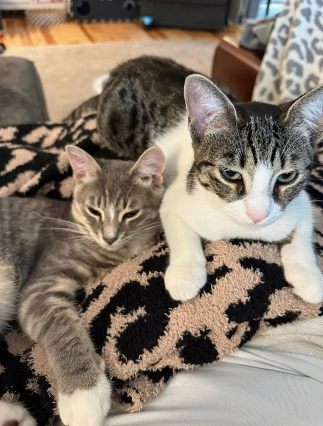 Meet these young faces in RocKats searching for their furever humans. These three were rescued from a life on the streets just in time. Viva, Cooper and Poppy are shy at first, but once they get to know you, they are playful, sweet, adorable nuggets of joy!!  A favorite hobby is supurrrvising foster mom while she works from home.These cuties love each other, love kids, and love other kitties. Email us Rockatstnr@gmail.com if you want to receive much love from one of these furbabies. 😻😻😻 #adoptdontshop #tnrsaveslives