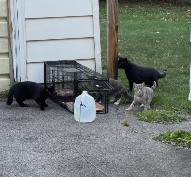 Good news!  We have feral appointments next Monday.  Why the excitement?  Because we can train trappers on a Sunday. So…. If you’ve wanted to trap but aren’t available on our usual Thursday trapping day, now’s your time to get started!Trapping is so much more than just setting a trap.  Assessing a colony ahead of time and feeding in an open, unset trap for a few days meant we trapped the females in this colony quickly this morning. The reality: two few spay/neuter appointments and too many cats means we selectively trap females right now.  Winter coming means we try for females now. You don’t need a drop trap to single out the females. Bottle and string will do the trick! We need trappers!  Contact us to join us!