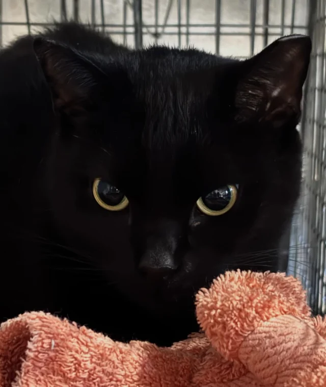 Ten TNVR appointments this past Friday thanks to Lollypop Farm(@lollypopfarm ). Ten females trapped. Ten females spayed. Countless litters prevented. Please donate! We depend on you to help us  give these beautiful cats a healthier and less-stressful life. Thank you for your support 🐱