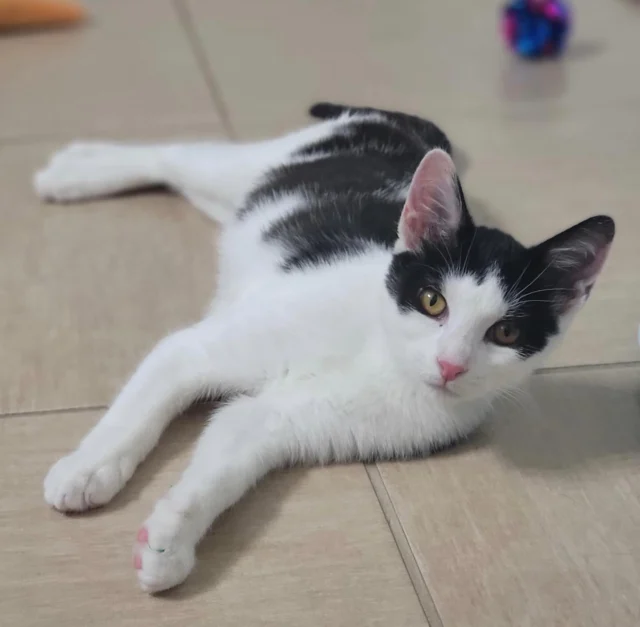 Petal is a sweet, confident, and energetic 5-month old who will charm her way into your heart. This beauty was in rough shape six weeks ago but with lots of TLC she’s all better. Petal is spayed, vaccinated, microchipped, flea-treated, dewormed and negative for FIV and feline leukemia. Meet and greets arranged with an approved application 🐱