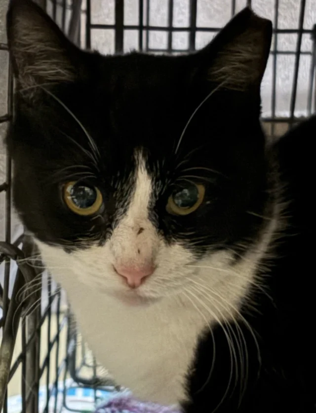 We’ve been busy trapping in the Lyell-Otis neighborhood the past two weeks working alongside several very devoted caretakers. One lucky guy, Jack, was brought inside after receiving his long-awaited vet care. This neighborhood has a significant need for spay/neuter services -for both outdoor and indoor cats- and we were fortunate to connect with members of the Lyell-Otis Community Association! We look forward to working together for more sustainable success. The large number of free-roaming cats didn’t happen overnight, and it won’t be solved overnight either. With collaboration and steady, focused commitment we have the best chance of curbing cat overpopulation. Your donations go directly to pay the vet bills we accrue each month. We are tremendously grateful for your support ♥️