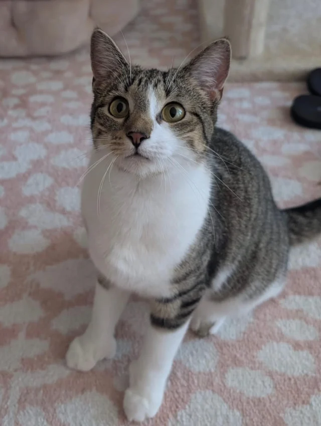 Beanie has been patiently waiting for her purrfect adopter since May.  This adorable polydactyl girl would do best as an only kitty where she can completely relax and be queen of her kingdom. Beanie’s currently living with a lot of rowdy boys who really rock her boat and she’s more than ready to jump ship. While a little shy at first, give this sweetie a bit of time and she’ll sit beside you with her mittens in your lap. Then you’ll know you’re her favorite human. Contact us if you are ready to meet this lovely kitty 🐱