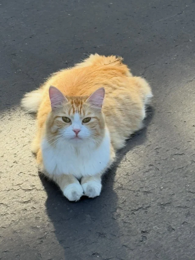 Cat-savvy foster needed ASAP 🐱Can you help this beautiful, sassy lady? Madeline showed up several months ago and was being cared for outside over the summer. After lots of “found cat” posts no one claimed her. At her vet appointment she was found to have been spayed in the past. Her vaccines were updated, her FIV/feline leukemia test was negative, and she was microchipped, flea-treated and dewormed. She’s sweet but demands attention and is currently in one room which doesn’t suit her one bit. We think the attention-seeking behaviors will dissipate once she has more room to roam.  Her kind feeder is keeping her inside for the time being but this kitty needs more than she can give her. Cat-free home may be best but unclear at this time. Contact us if you can help!