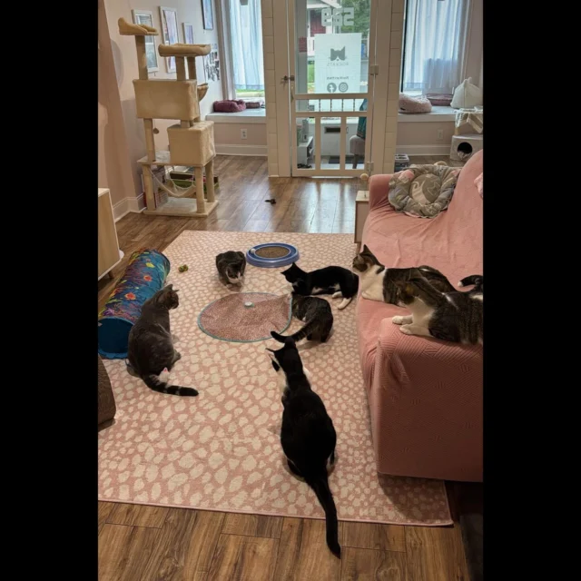 When we formed our nonprofit in 2022, we had no idea how many adoptable cats would end up in our traps.  Each year - including 2025 to date - roughly 30% of the cats turn out to be friendly companions. Although this is a rescue - rich area, transferring friendly cats to rescue partners isn’t always an option and foster homes are always in short supply. Last year we opened up a small place in N Winton Village for fully-vetted adoptable cats. It’s a work in progress, but an amazing group of volunteers let the cats have fun while waiting for their purrfect adopters.Our primary mission is TNR- spaying and neutering the cats who remain outdoors due to temperament and making sure they are well-cared for. But TNR also allows us to find those gentle, sociable kitties and give them a second chance. Your donations allow this to happen🐱 link to donate in our bio! Thank you! ♥️