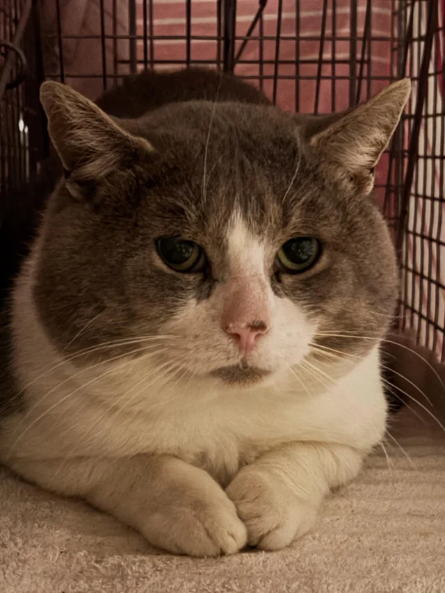 We took advantage of every affordable spay/neuter appointment within an hour of Rochester last month and 67 beautiful cats will no longer be adding litters of kittens to the overwhelming number of cats on the streets. We continue to fix cats at known colonies and started working on a few new colonies in October. The calls never stop. Thank you to our dedicated volunteers for trapping and transporting, our rescue partners for accepting friendlies, and the amazing vet staff at Lollypop Farm @lollypopfarm , Whiskers to Tails, and the Wyoming County SPCA @wyoming_county_spca . We have to work together to make real progress 🐱We’ll be spending the next few months on raising much-needed funds and making sure that the colonies we’ve TNRd have everything they need to get through the winter months. Thank you for your support ♥️