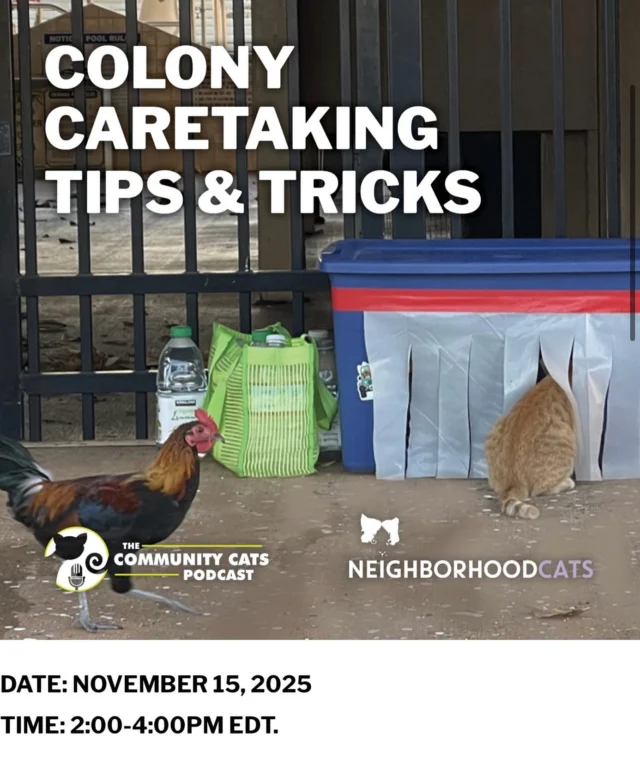 We encourage anyone who is feeding outdoor cats to sign up for this Neighborhood Cats webinar. Keeping the cats well-fed and warm, the shelters and feeding stations out of sight, and the area clean and tidy are absolute necessities.  But you’ll get lots of other great tips to keep the cats healthy…. (and your neighbors as happy as possible).We will pay the $10 fee for the first three people who contact us and can commit to the two-hour webinar this Saturday. If interested, EMAIL us at rockatstnr@gmail.com. #colonycats #colonycatcaretaker #tnrsaveslives