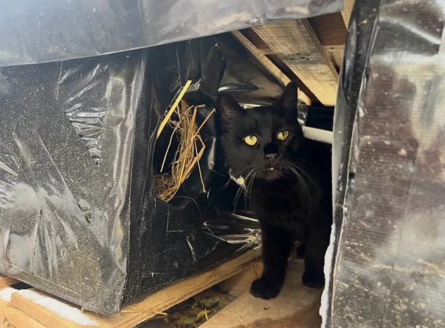 It’s hard to enjoy the winter when you know there are so many cats outside. So it makes us especially happy to see the cats using their insulated shelters ♥️ We want to thank Girl Scout troop 61062 for their help in getting shelters to us last month!. Join us this Sunday Nov 16th 12p- 2p at 460 Oak St. We’ll have the materials you need to make a simple yet very warm winter shelter. Participants can take the shelter they make with them once it’s finished and stuffed with straw.  Please remember to only use straw to fill shelters and replace twice a year. Thank you to Rochester Animal Services for securing the space. Details on the last slide.#sheltersforcats #cozywinter #helpcatsinyourneighborhood