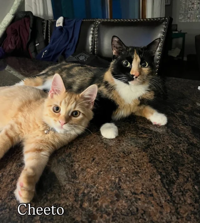 We have so much to be grateful for this Thanksgiving — our volunteers, rescue partners, vet affiliates, fosters, donors and supporters. We are incredibly thankful for the wonderful families who’ve adopted our friendly kitties.  Thank you for giving these special cats, warm, safe and loving homes ♥️