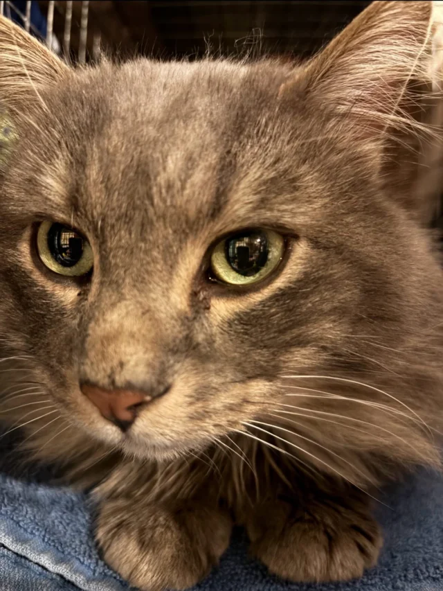 We hope your Thanksgiving Day was filled with family, friends, and wonderful food. We are incredibly grateful for the volunteers who devoted their time and care yesterday to the cats who depend on us. Without their dedication, we could not support the large number of cats living on the streets. And to our donors-thank you! Your generosity makes it possible for us to get these cats the vet care they need.  Please remember us on Giving Tuesday, December 2nd, as we are once again participating in ROC the Day! While we’re always overwhelmed with the number of requests for help, and constantly worried about funds, thanks to our volunteers and donors, we can continue helping the many cats who need us. ♥️