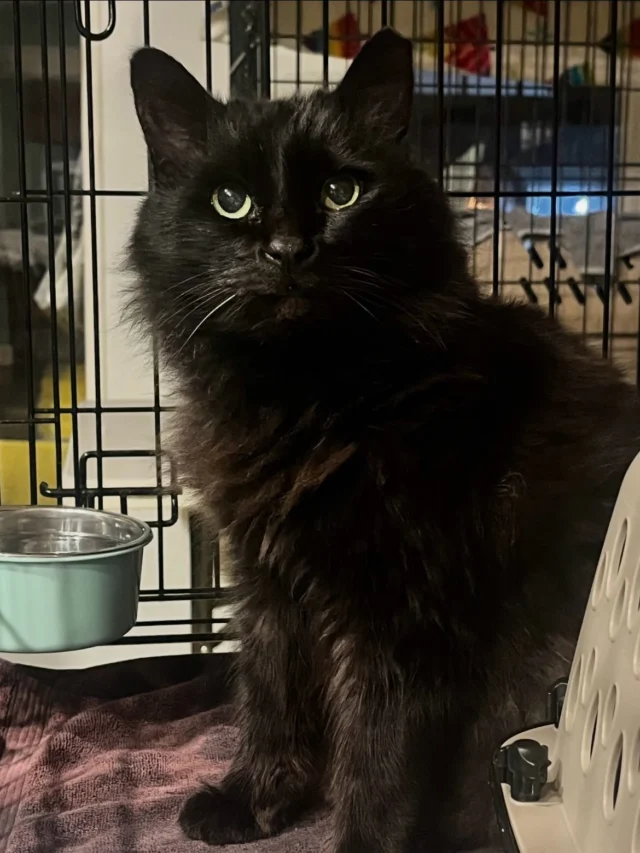 Thank you to those who donated last Tuesday, Giving Tuesday. With your support we raised $1400 - enough to cover a third of last month’s clinic bills. In November, 32 cats were fixed and vaccinated, five kittens and two adults were transferred to rescue partners. Although adoptions have picked up, we still have 29 friendly cats in our care -in foster homes and our adoption center. Fundraising is never-ending, difficult, and our least favorite activity.  We know you have many rescue options to choose from when you donate. Thank you for choosing us ♥️