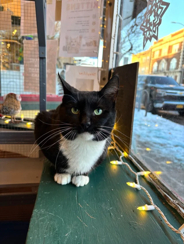 If you’re looking for a delightful kitty companion, stop in to Park Ave Pets at 993 Monroe Avenue and meet Clifford.  He could use a little cheering up during these cold, grey days.  Outgoing, easygoing, and cool as a cucumber, this boy just might be your match. Clifford is neutered, vaccinated, negative for FIV and feline leukemia, microchipped, flea-treated and dewormed.