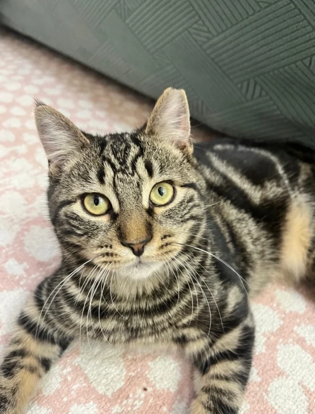 Foster homes needed. Lots of friendly cats out there and we simply cannot accommodate another one due to lack of foster homes. If you have a spare room, not getting used this holiday season, please consider taking in one of these sweet boys. Food and litter supplies by us. Please share!