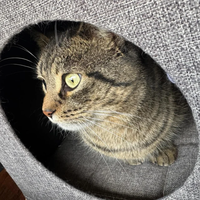 Meet Cody at Park Ave Pets (993 Monroe Ave). This handsome boy showed up at one of our RocKats-managed colonies and his days on the street are over. Cody is now neutered, vaccinated, microchipped, flea-treated, dewormed, negative for FIV and feline leukemia and as sweet as can be ♥️