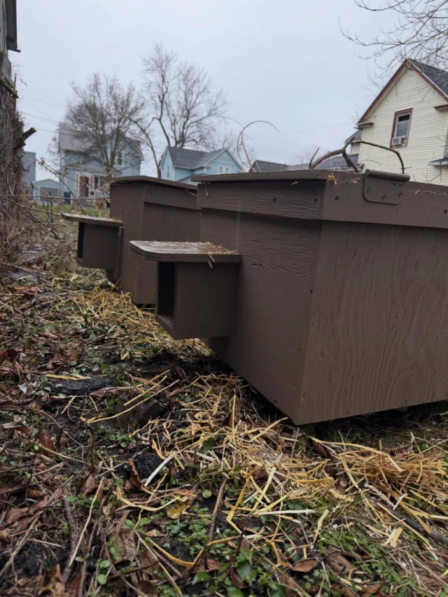 Thank you to all the volunteers who continue to devote many hours to making winter shelters and distributing them to cats in need. Remember to elevate, stabilize, weight them down, position out of the wind in a quiet and safe place, and stuff only with straw. Don’t forget the catnip to entice them in 🐱.