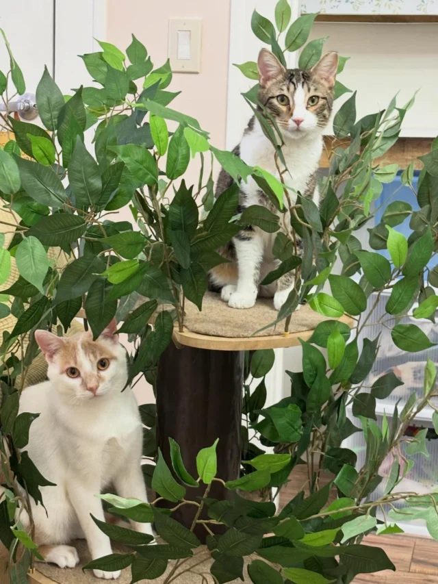 Biscotti and Moonbeam are enjoying some greenery on this cold, snowy day.Biscotti loves people and has a big heart—he’s friendly, curious, and just needs a little help polishing his kitty manners and learning to share space with other cats. Moonbeam is the opposite: he adores other cats and would thrive with a feline friend, but he’s still learning to trust people and will do best with someone patient and kind.We love them both and know the right home is out there ♥️Interested in meeting them? Send us a message for details—and please share.