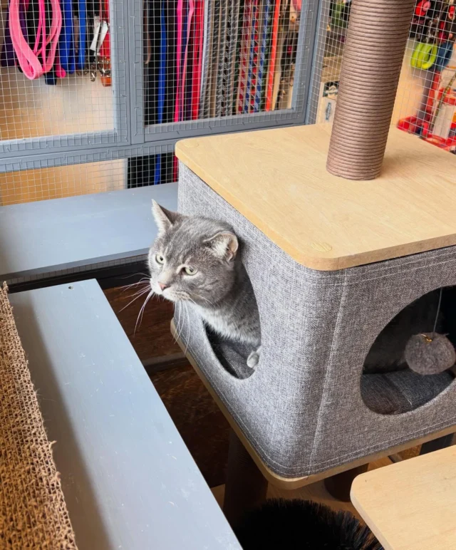 Ash Adams here. Private Investigator. Secret Agent. Scoping out my new digs at Park Ave Pets 993 Monroe Ave. I’m a gentle giant who is ready to retire. My days on the streets are over. Stop by. Say hello. Adopt me ♥️Contact us at rockatstnr@gmail.com for more info and please share.#adoptdontshop❤️ #parkavenuepets #tnrsaveslives❣️ #communitycat #catlover